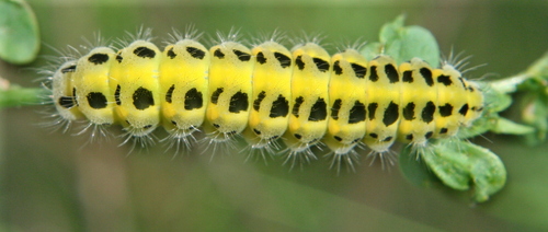 Vingiorykštinis Marguolis nuotrauka