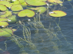 Nymphoides hydrophylla