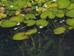 Nymphoides hydrophylla
