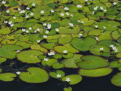 Nymphoides hydrophylla