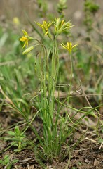 Gagea bulbifera