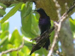 Leptocoma calcostetha
