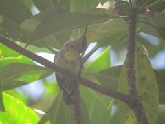 Leptocoma calcostetha