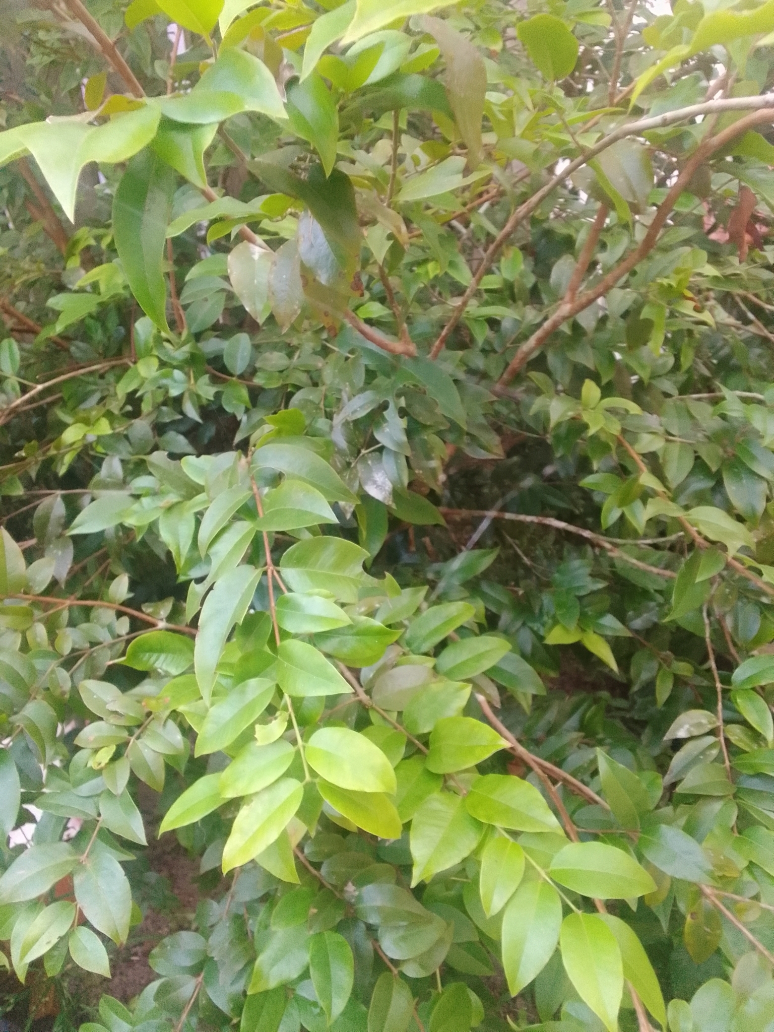Imagem de Jabuticaba-paulista
