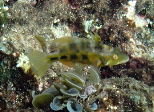 Pteragogus flagellifer observed 2024-02-07