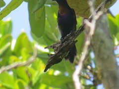 Leptocoma calcostetha