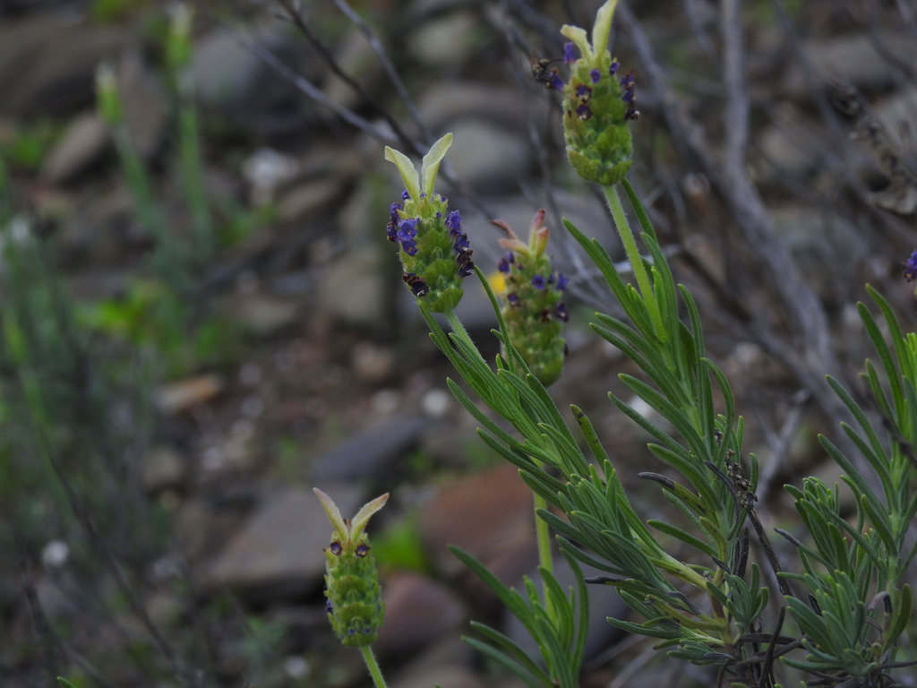 Lavandula × limae