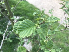 Alnus glutinosa