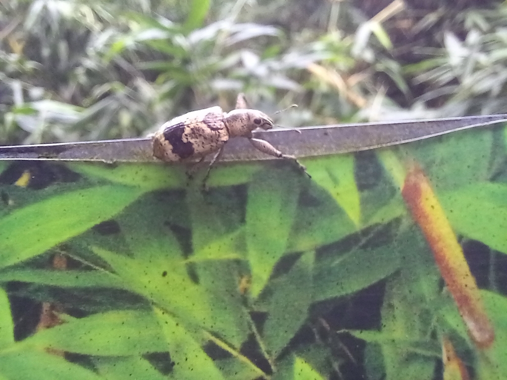 Hadromeropsis fasciatus