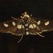 Grape Leafroller Moth - Photo (c) John P. Friel Ph.D., some rights reserved (CC BY), uploaded by John P. Friel Ph.D.