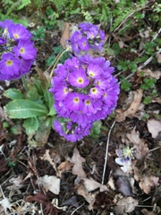 Primula denticulata