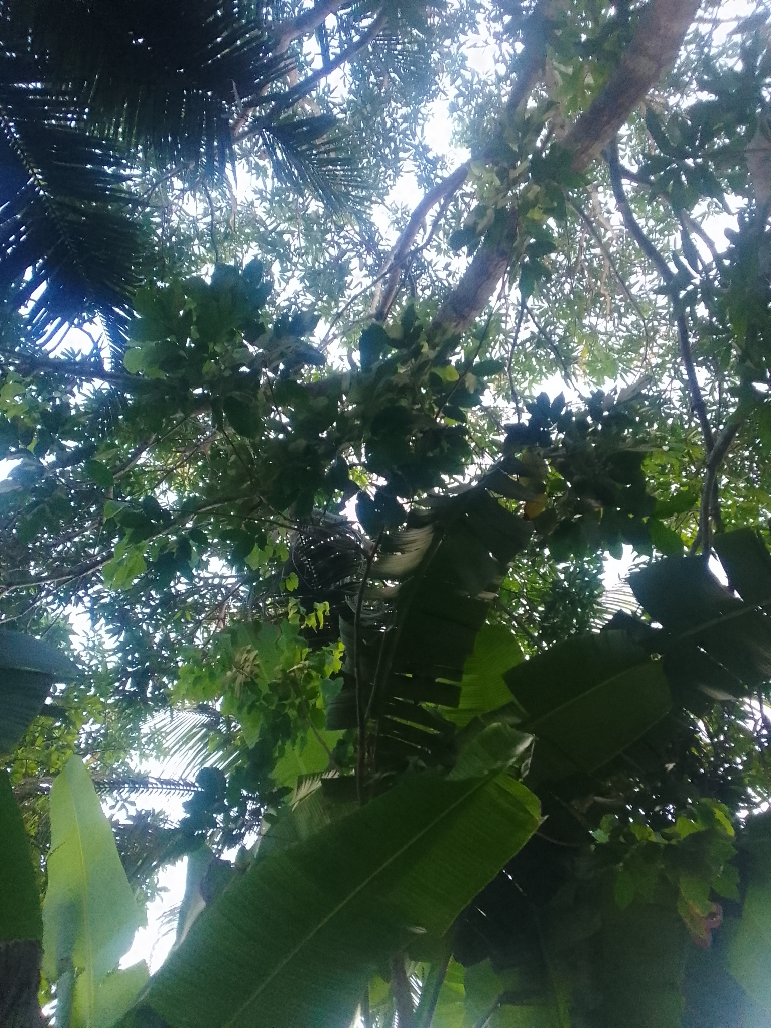 Imagem de Rambutan