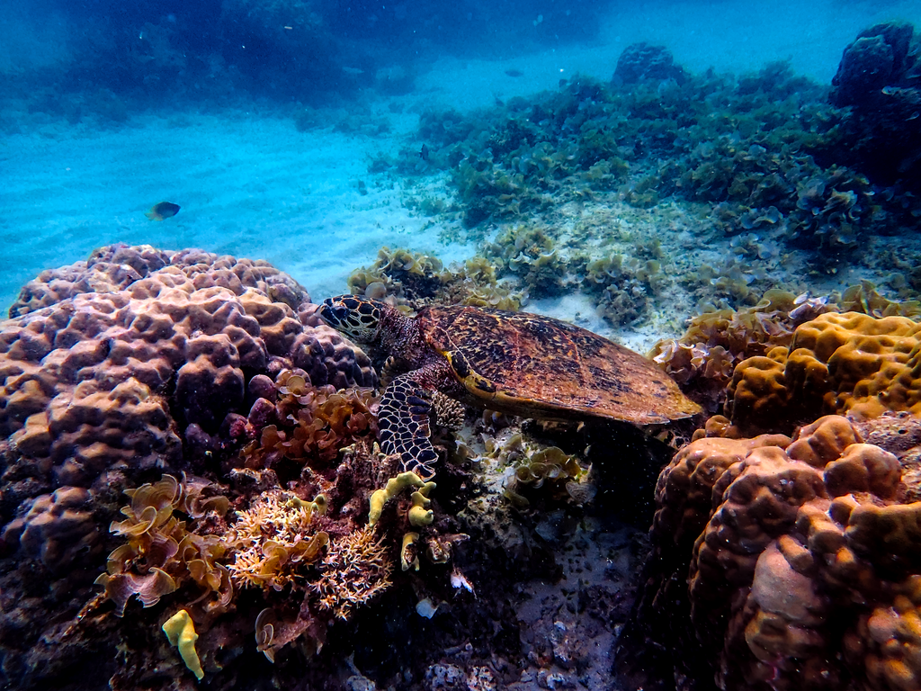 Hawksbill Sea Turtle In January 2024 By Slunky INaturalist   Large 