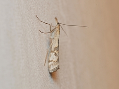 Hednota pedionoma