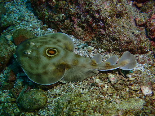 Bullseye electric ray (Diplobatis ommata) — Narcinidae