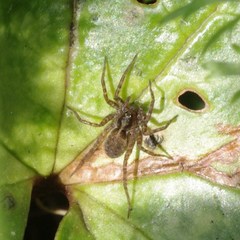 Pardosa