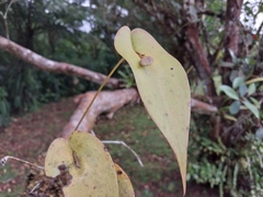 Pleurothallis cardiothallis image