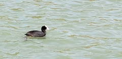 Fulica atra