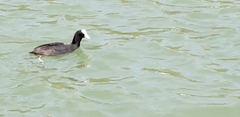 Fulica atra