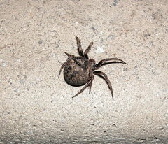 Araneus andrewsi
