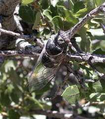 Cacama californica