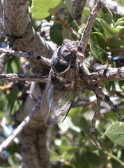 Cacama californica