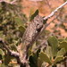 Clidophleps tenuis - Photo (c) Jeff Cole, algunos derechos reservados (CC BY-NC), uploaded by Jeff Cole