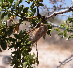 Clidophleps