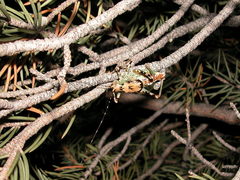 Aglaothorax ovata armiger