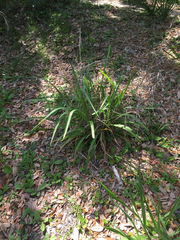 Sorghastrum elliottii