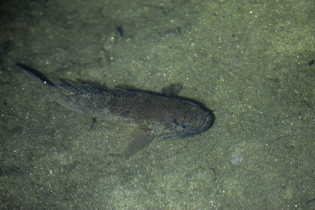 Guavina (Guavina guavina) — Eleotridae