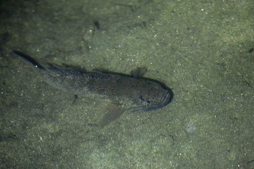 Guavina (Guavina guavina) — Eleotridae