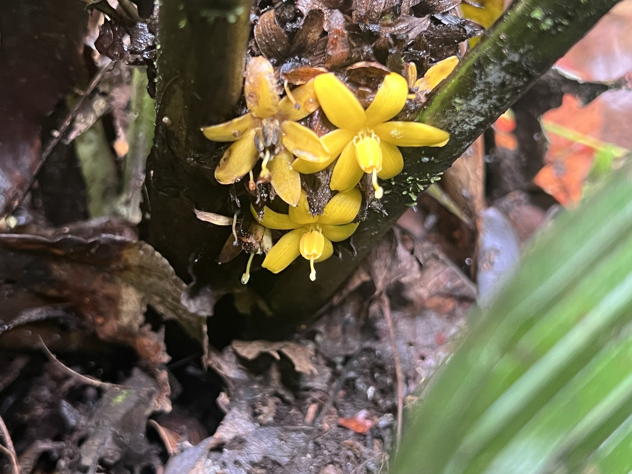 Imagem de Palmeirinha-preta