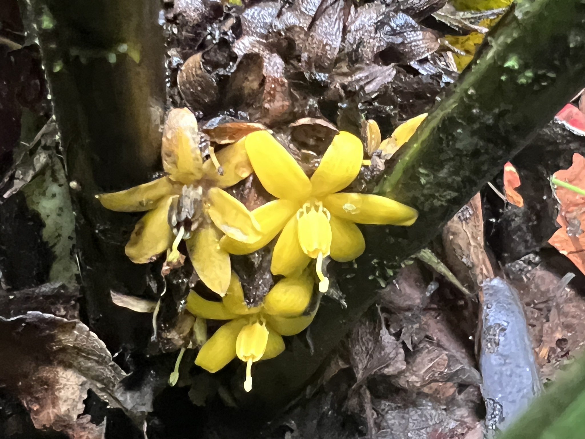 Imagem de Palmeirinha-preta