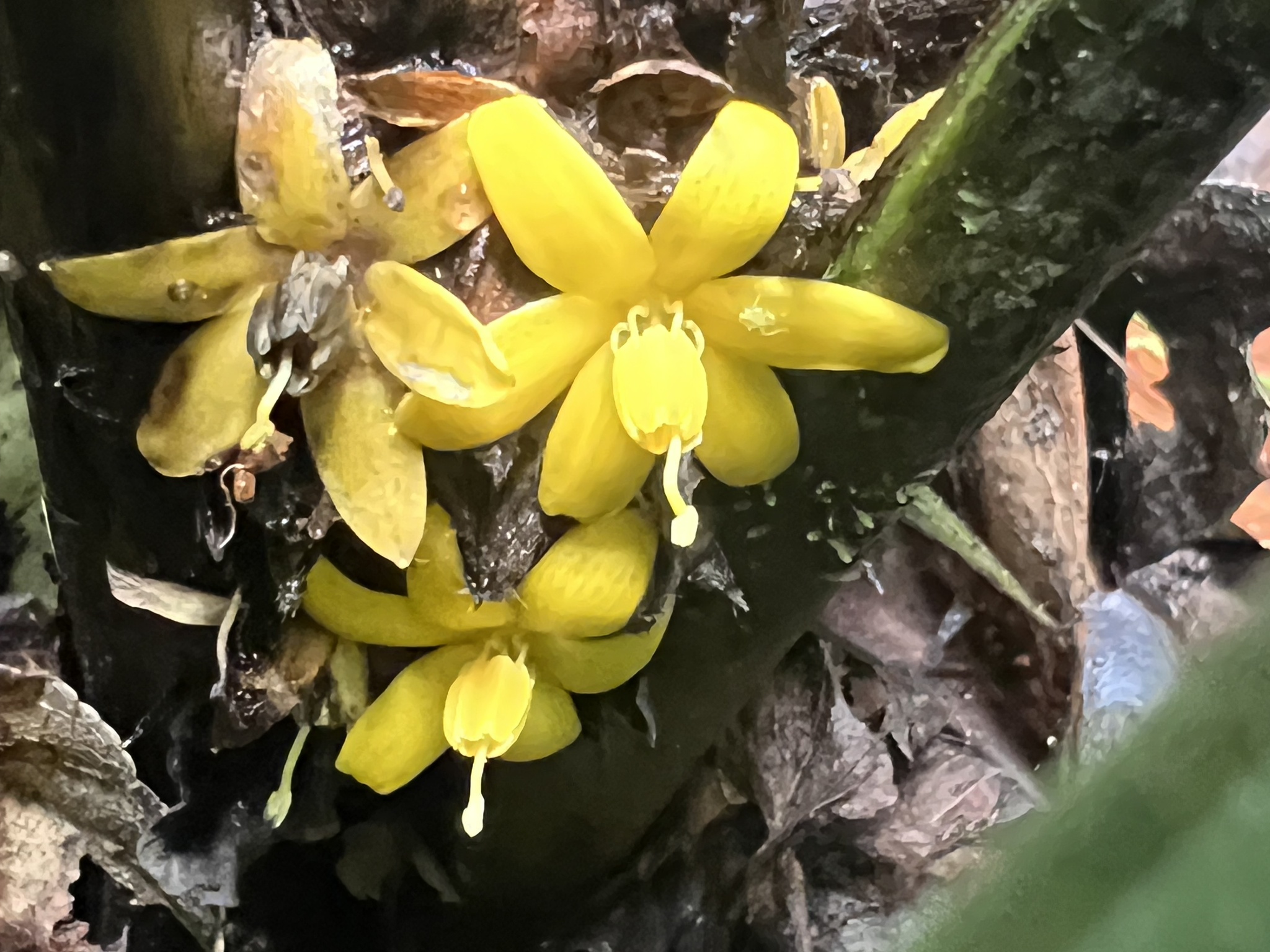 Imagem de Palmeirinha-preta