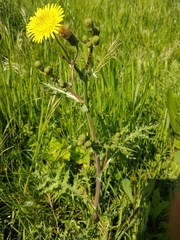 Sonchus asper
