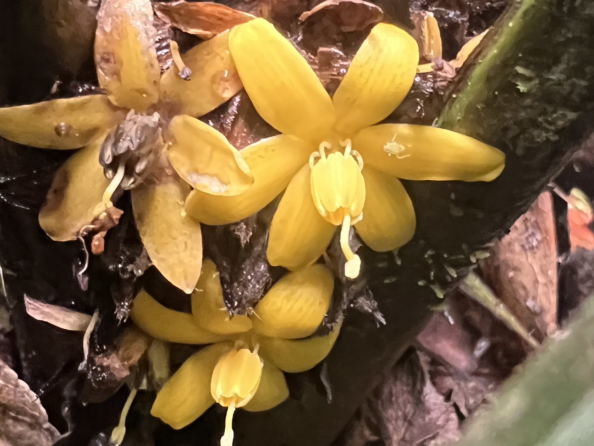 Imagem de Palmeirinha-preta