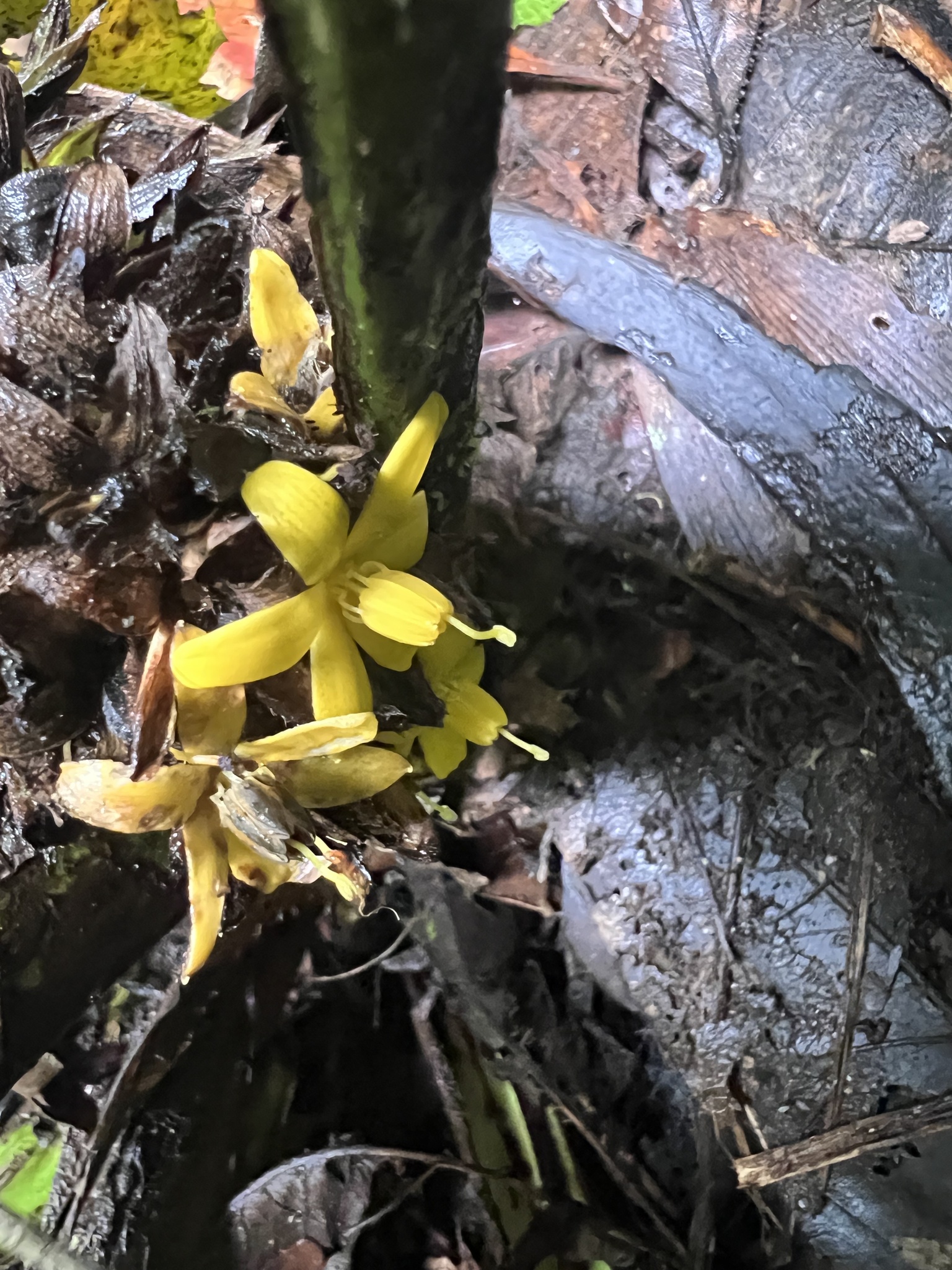 Imagem de Palmeirinha-preta