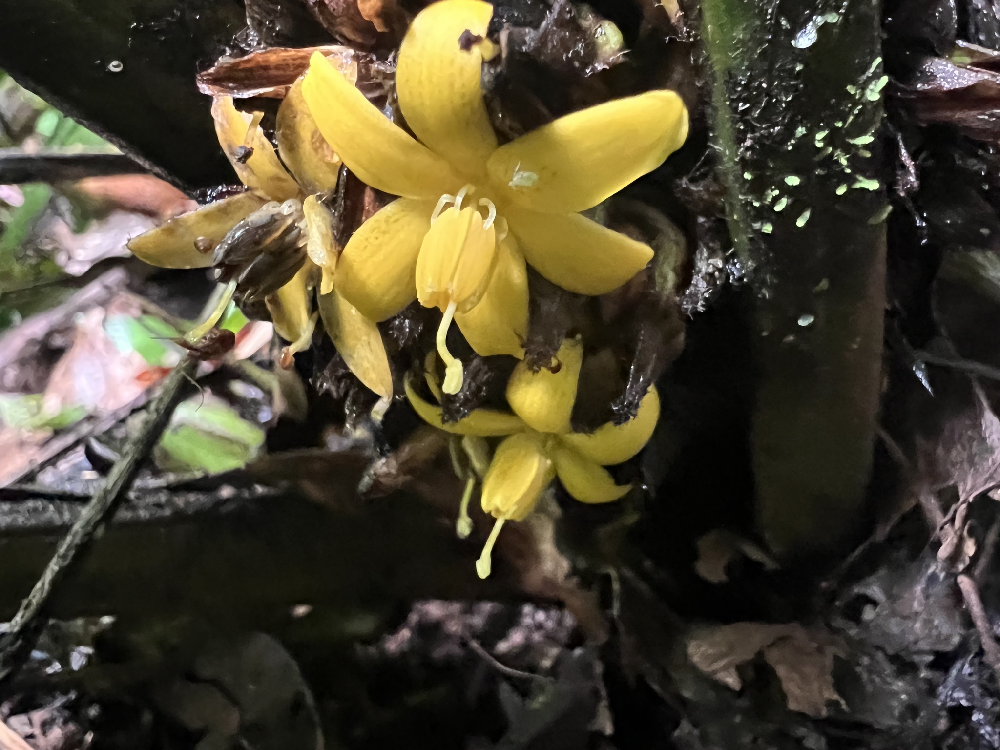 Imagem de Palmeirinha-preta
