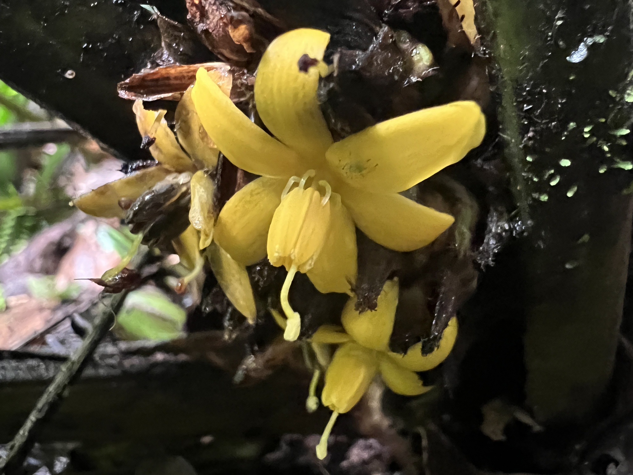 Imagem de Palmeirinha-preta