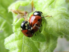 Cryptocephalus cordiger