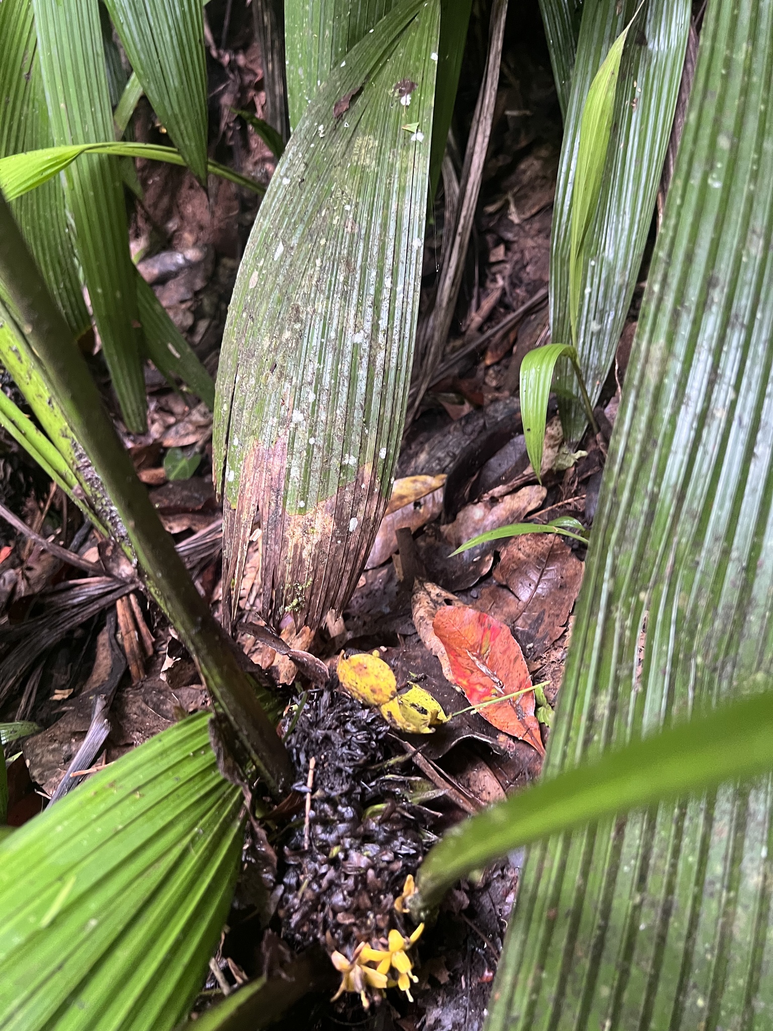Imagem de Palmeirinha-preta