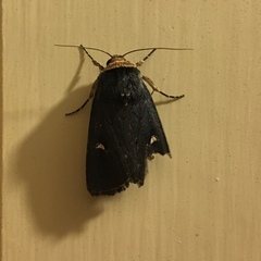 Proteuxoa testaceicollis