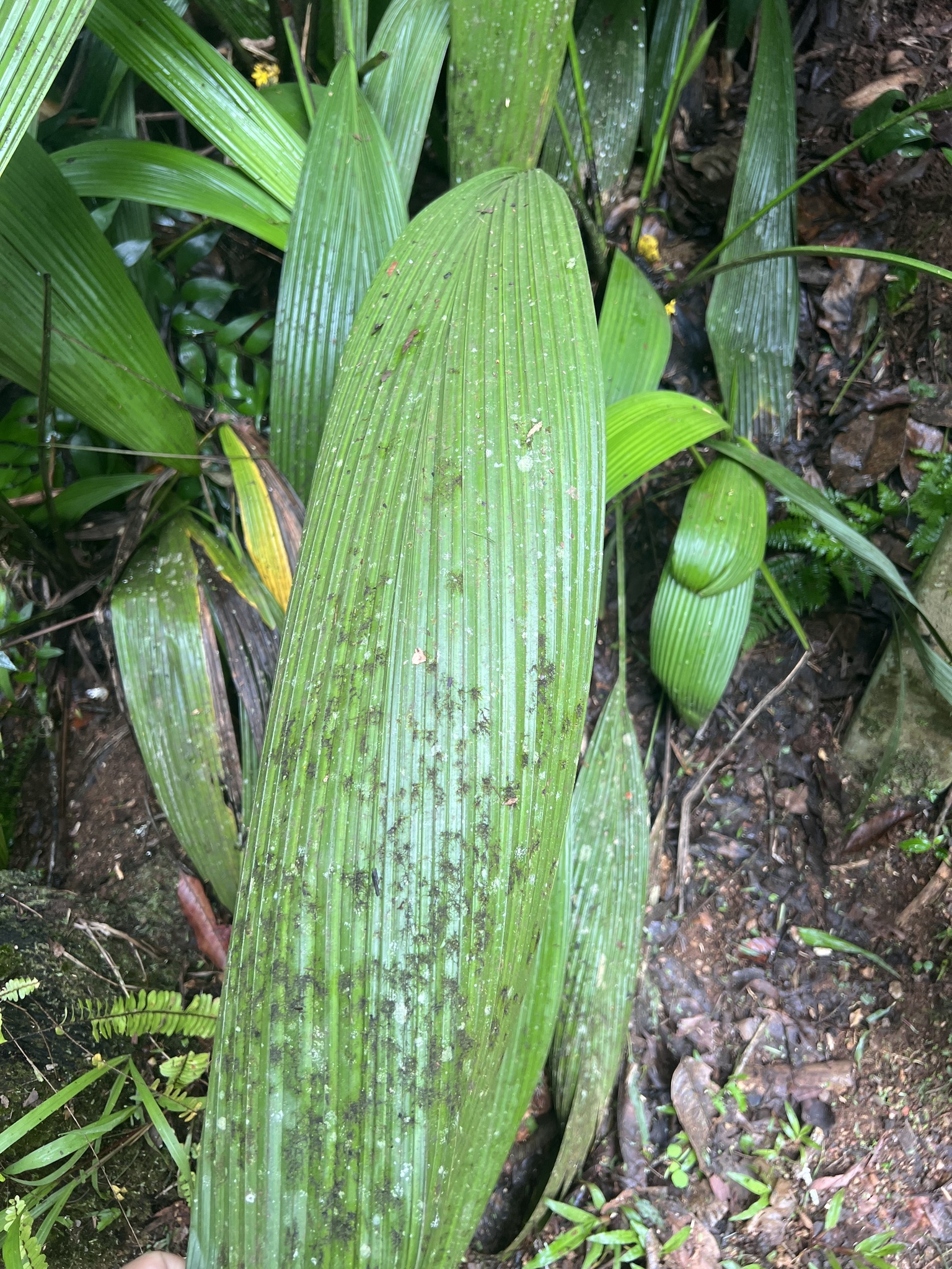 Imagem de Palmeirinha-preta