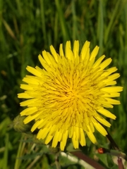 Sonchus asper