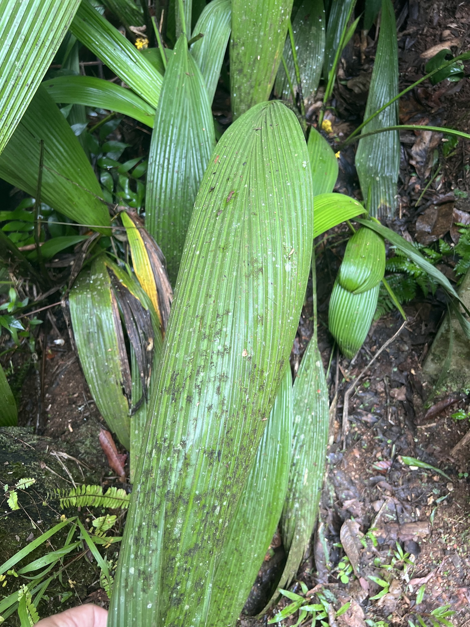 Imagem de Palmeirinha-preta