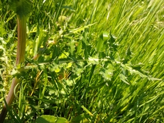 Sonchus asper