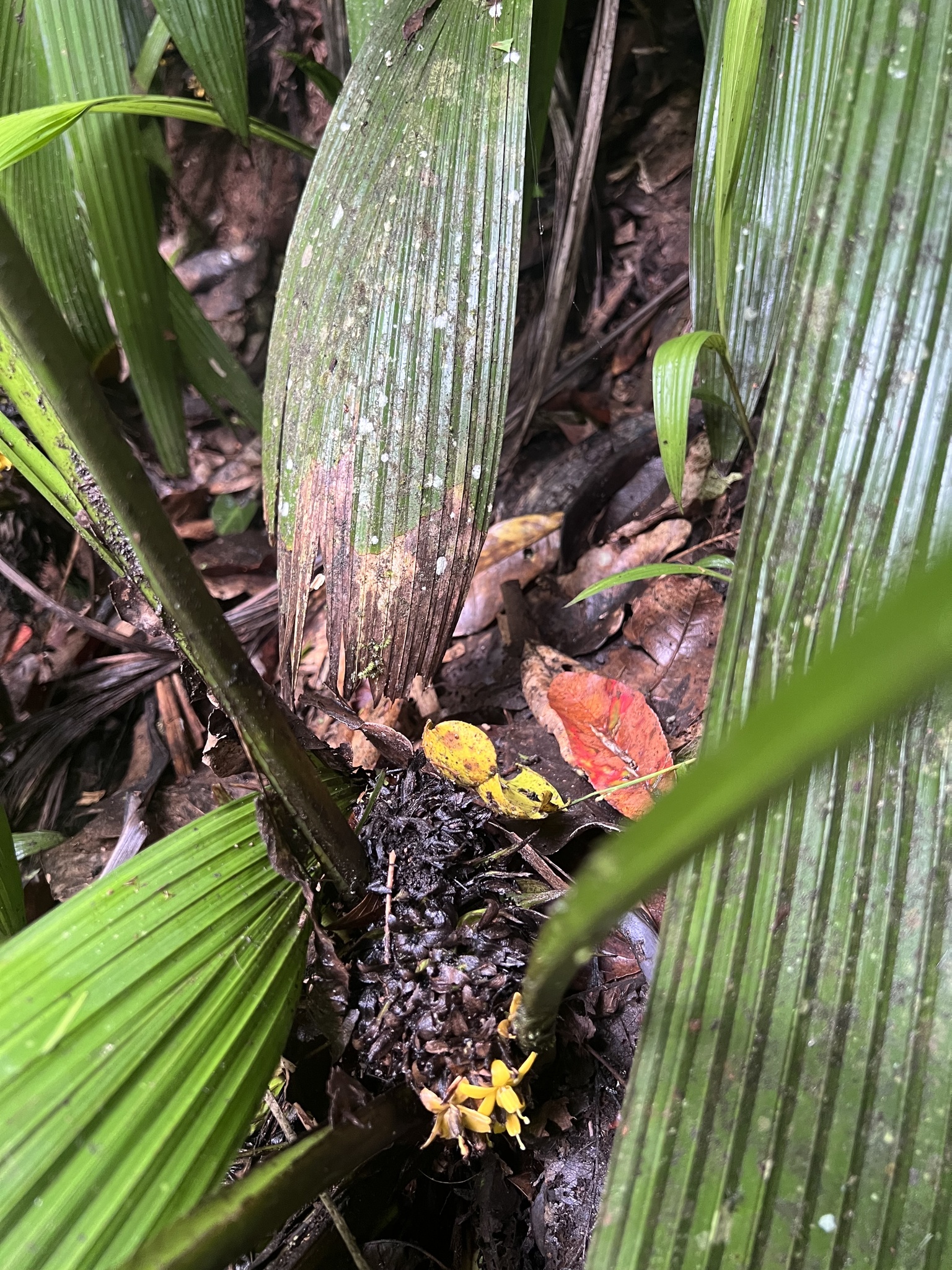 Imagem de Palmeirinha-preta