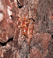 Phymonotus jacintotopos
