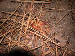 Phymonotus jacintotopos